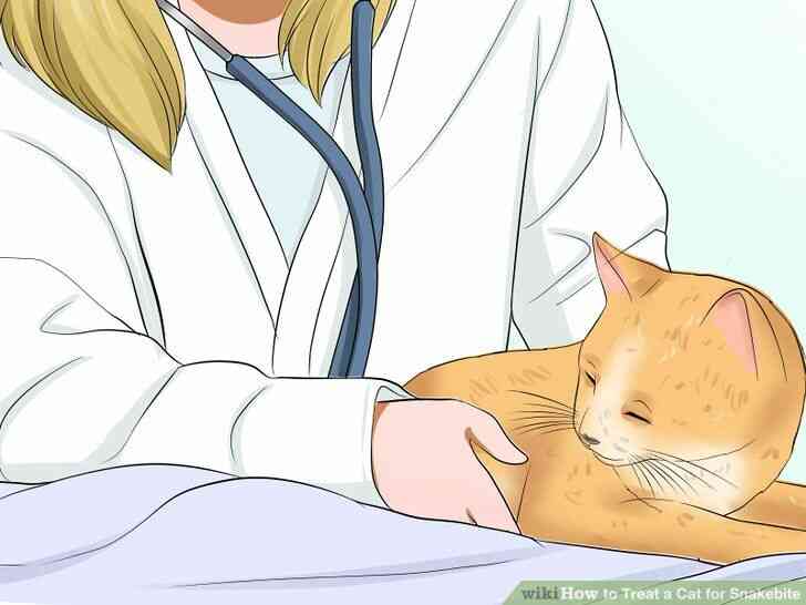 Image intitulée Traiter un Chat pour une morsure de serpent à l